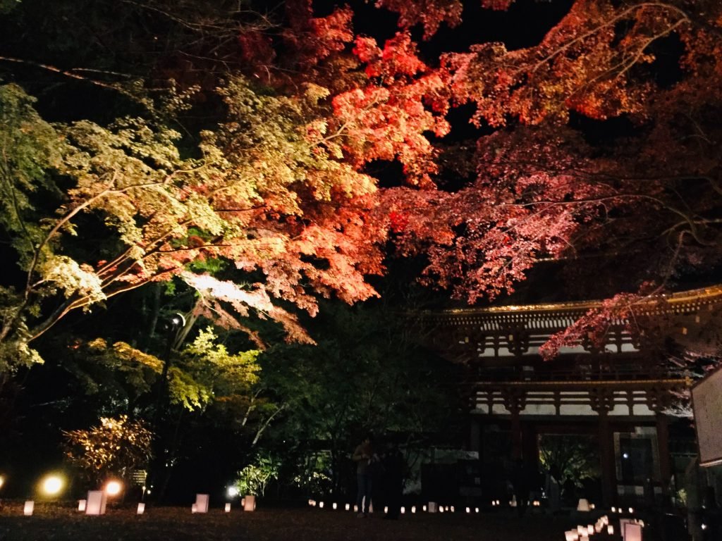 ⛷️ 아다타라 고원 스키 리조트 이미지 13